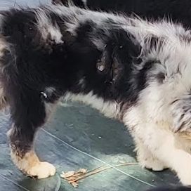 Berger australien chiots lof disponibles #6