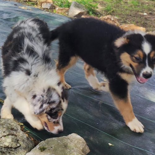 Berger australien chiots lof disponibles #7