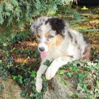 Berger australien chiots lof disponibles #1