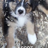 Berger australien chiots lof disponibles #5