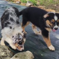 Berger australien chiots lof disponibles #7