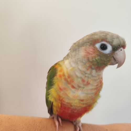 Conure de molina eam #1