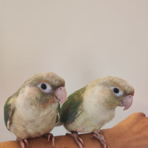 Conure de molina eam #2