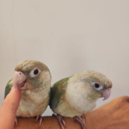 Conure de molina eam #3