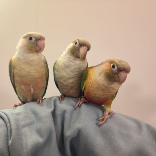 Conure de molina eam #5