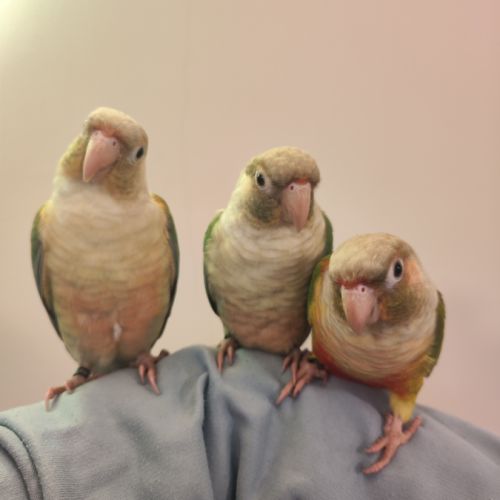 Conure de molina eam #7