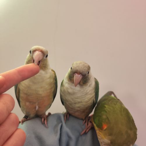 Conure de molina eam #8