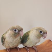 Conure de molina eam #2