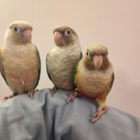 Conure de molina eam #6