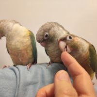Conure de molina eam