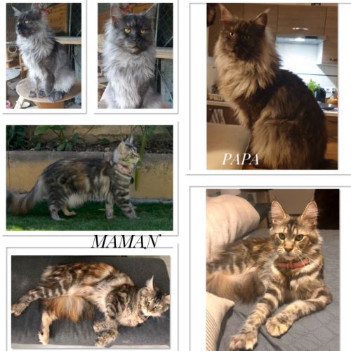 Chatons maine coon loof – prêts à partir pour noël