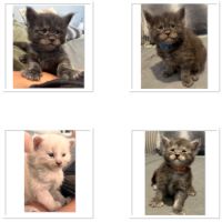 Chatons maine coon loof – prêts à partir pour noël #1
