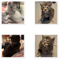 Chatons maine coon loof – prêts à partir pour noël #2