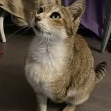 Chat mystic à l adoption #2