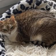 Chat mystic à l adoption #3