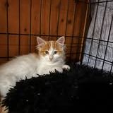 Chat ange à l adoption #3