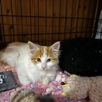 Chat ange à l adoption