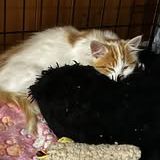 Chat ange à l adoption #2