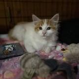 Chat ange à l adoption #4