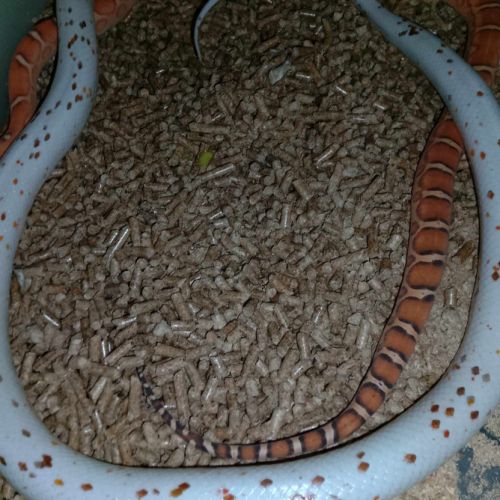 Serpent des blés mutation palmetto #1