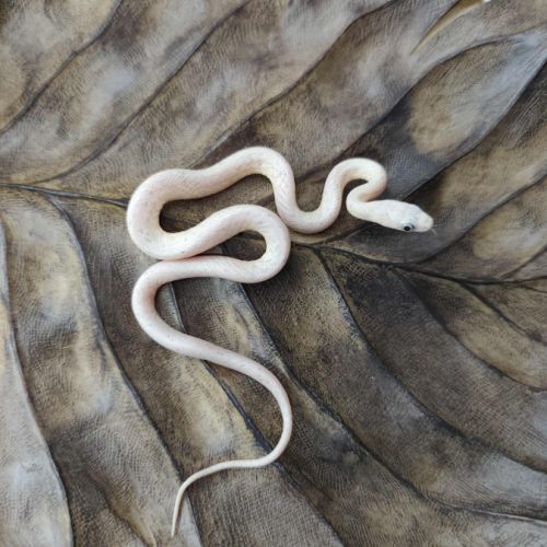 Serpent des blés mutation palmetto #3