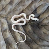 Serpent des blés mutation palmetto #3