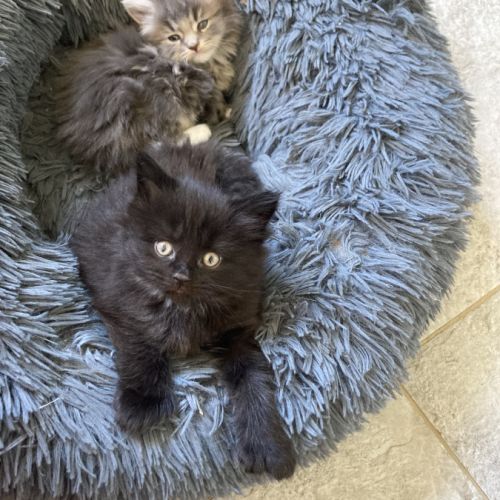 Chaton maine coon persan #1