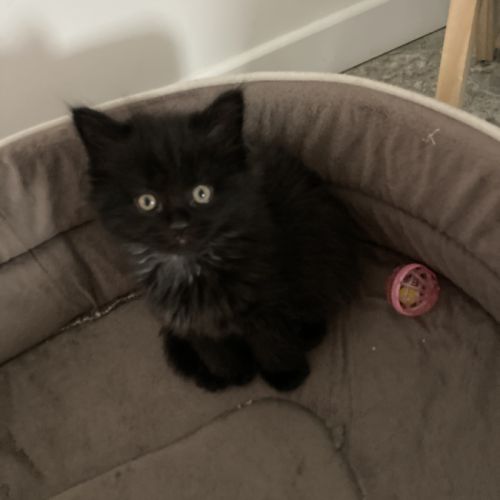 Chaton maine coon persan