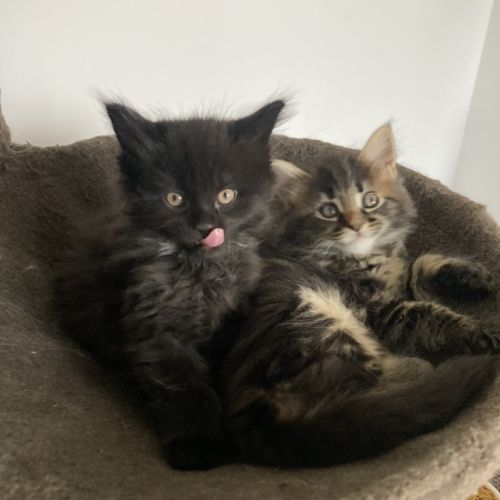 Chaton maine coon persan #3