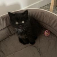 Chaton maine coon persan #0