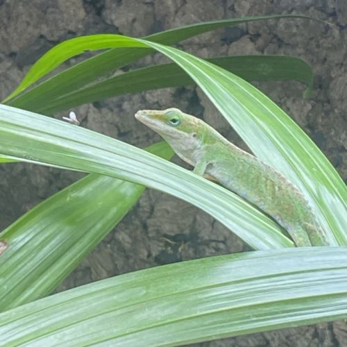 Anolis #1