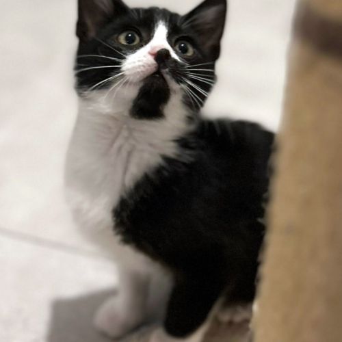 Charly, 2 mois, curieux et joueur #2