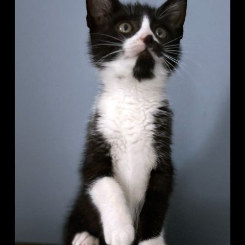 Charly, 2 mois, curieux et joueur #3