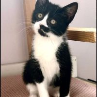 Charly, 2 mois, curieux et joueur