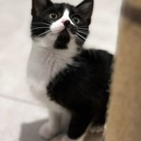 Charly, 2 mois, curieux et joueur #2