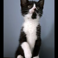 Charly, 2 mois, curieux et joueur #3