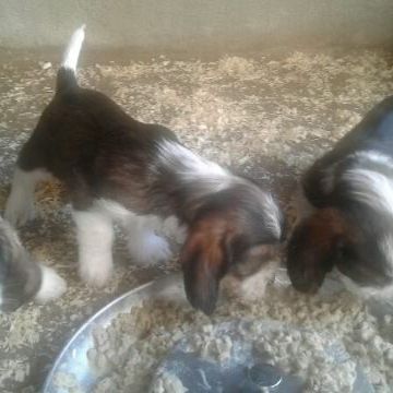 Chiots petit basset griffon vendéen #0