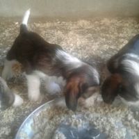 Chiots petit basset griffon vendéen