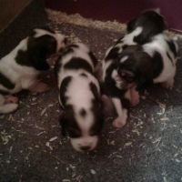 Chiots petit basset griffon vendéen #2