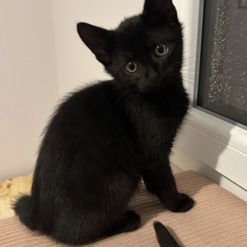 Lewis à l'adoption #1