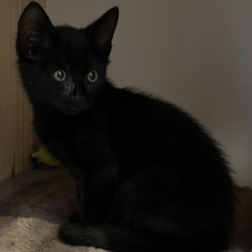 Lewis à l'adoption #0