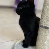 Lewis à l'adoption #3