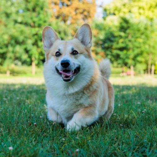 Corgi mâle de 5ans disponible pour sa 1ere saillie #2