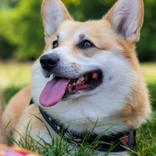 Corgi mâle de 5ans disponible pour sa 1ere saillie #0