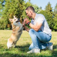 Corgi mâle de 5ans disponible pour sa 1ere saillie #1