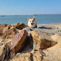 Corgi mâle de 5ans disponible pour sa 1ere saillie #4