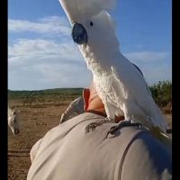 Cherche congénère pour mon cacatoes