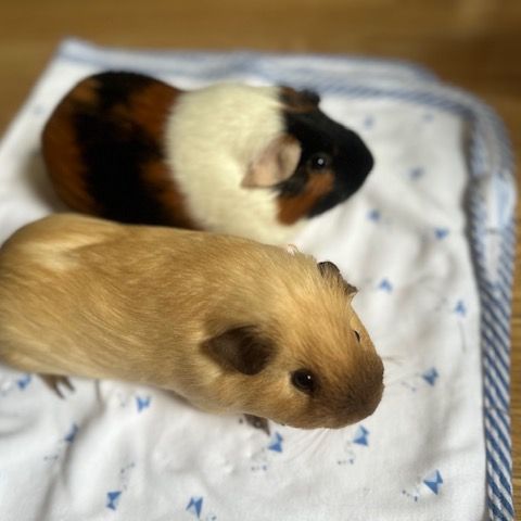 2 cochons d'inde (fudge et caramel) #3