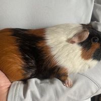 2 cochons d'inde (fudge et caramel)