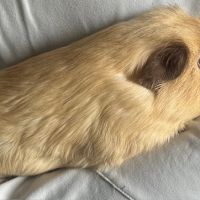 2 cochons d'inde (fudge et caramel) #2